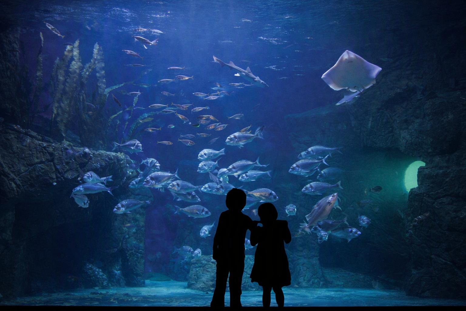 Aquashow - Audierne (Finistère)