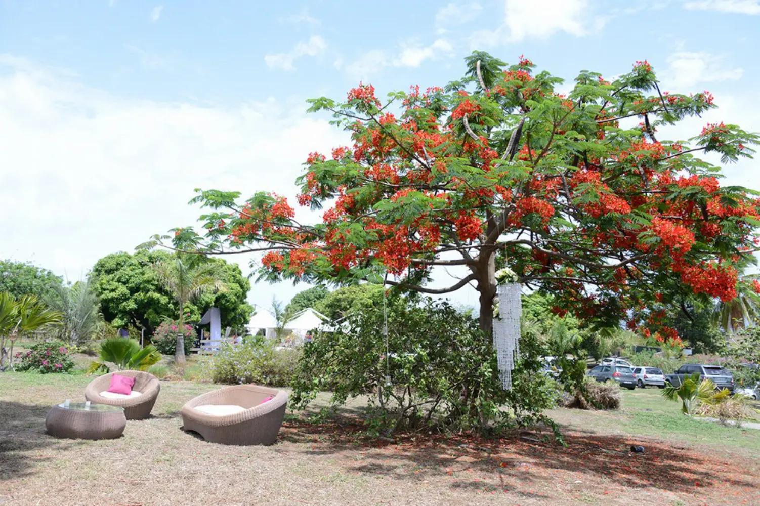 Jouanacaera - Le Carbet (Martinique)