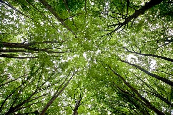 Eco Forest - Valbonne (O6)