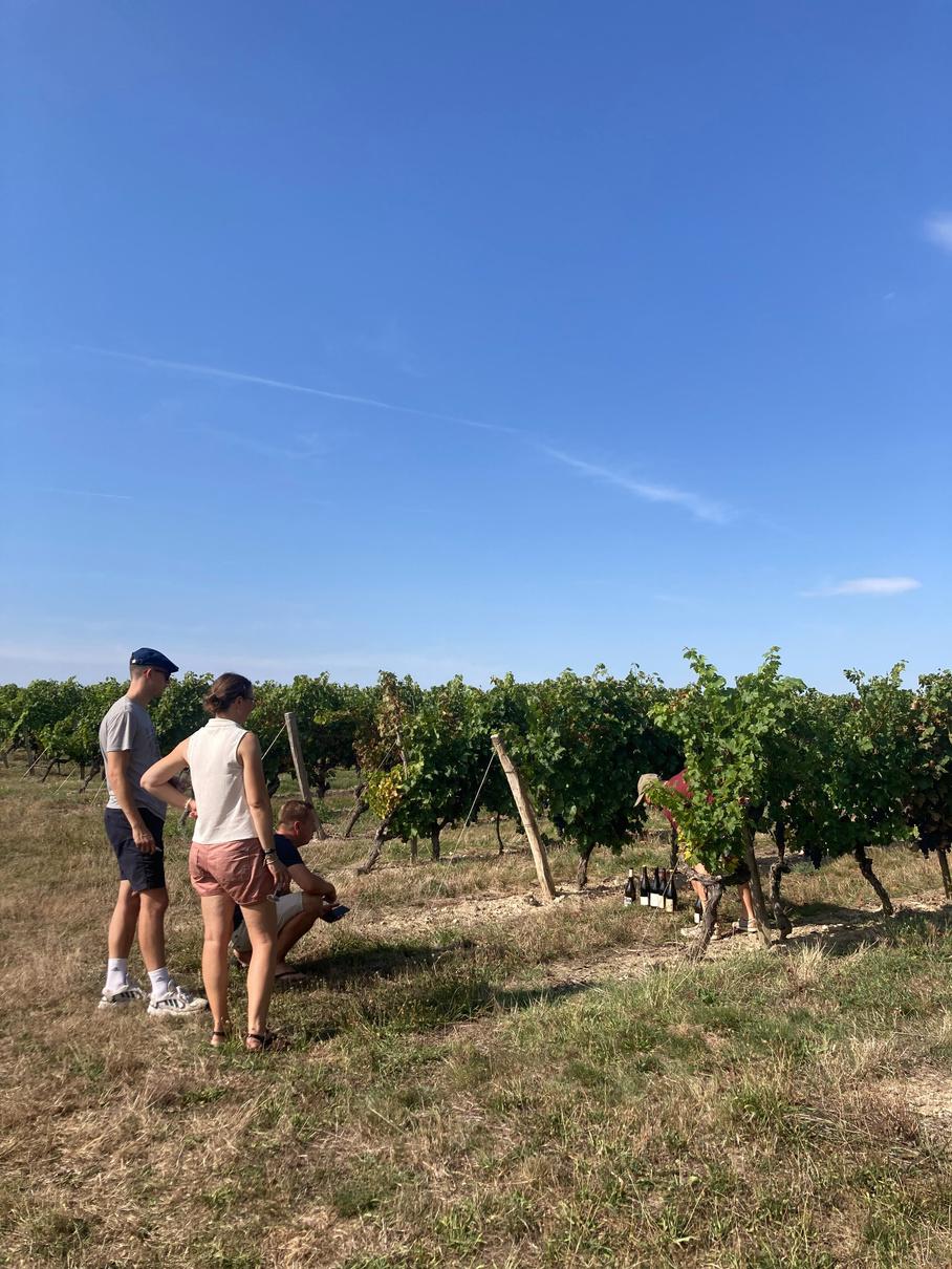 Mission Art et Vin - Chasse au trésor dans les vignes - LOIRE-AUTHION (49)