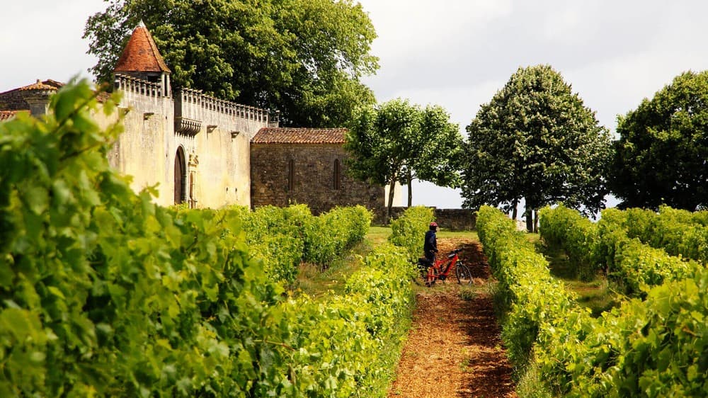 Cognac Tasting Tour - SAINT-PREUIL (Charente)