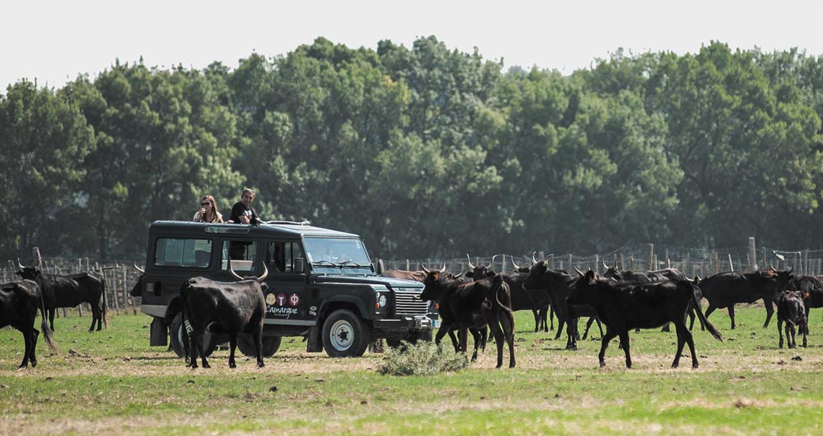 Safari 4X4 - LE GRAU-DU-ROI (30)