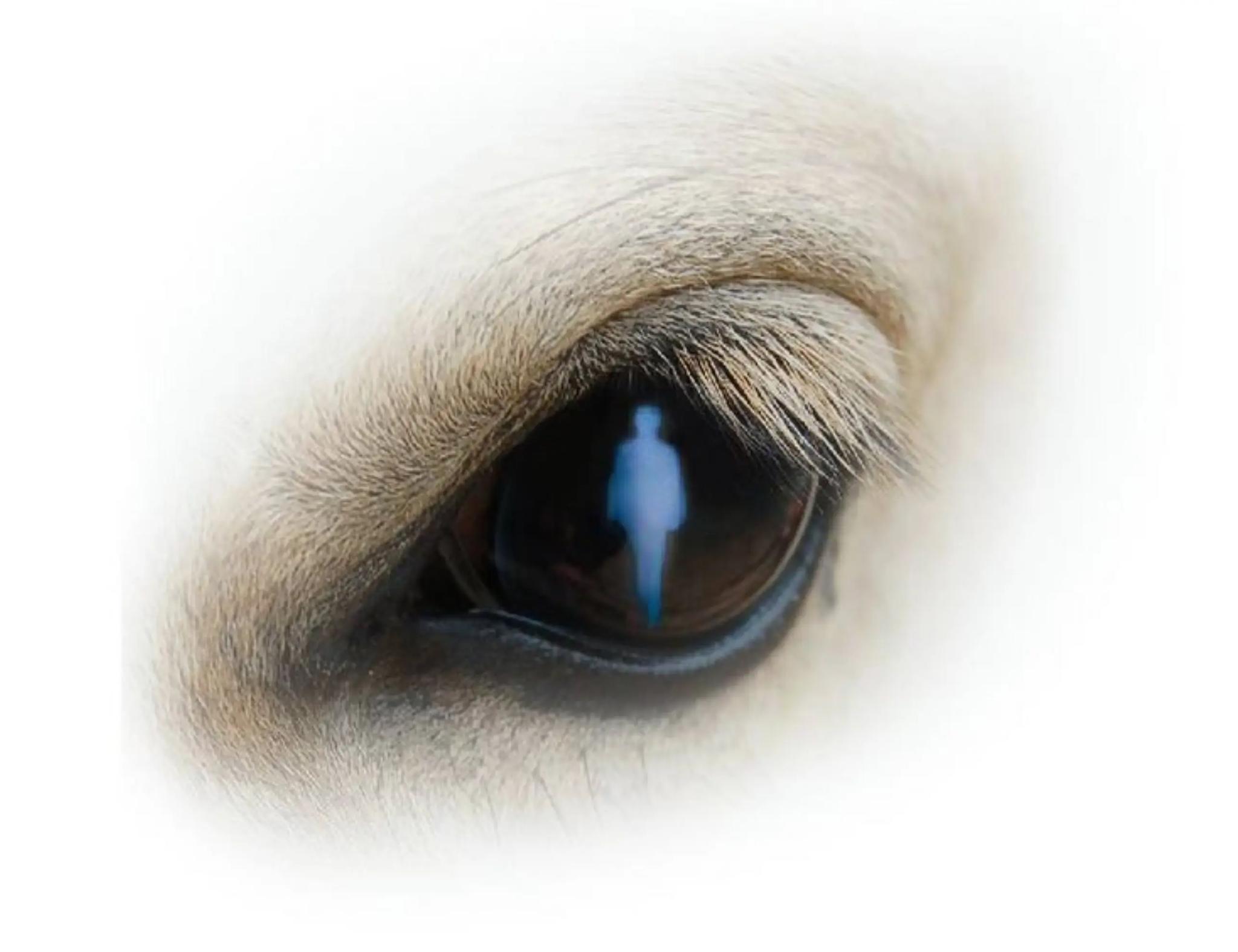 Horses and Coaching - BOIS-LE-ROI (Eure)