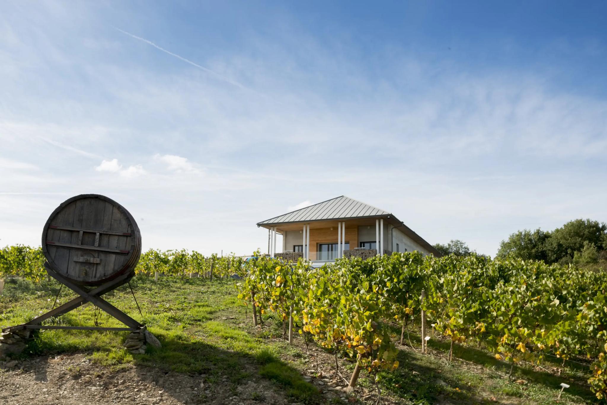 Vignoble Marchais - Thouaré-sur-Loire (Loire-Atlantique)