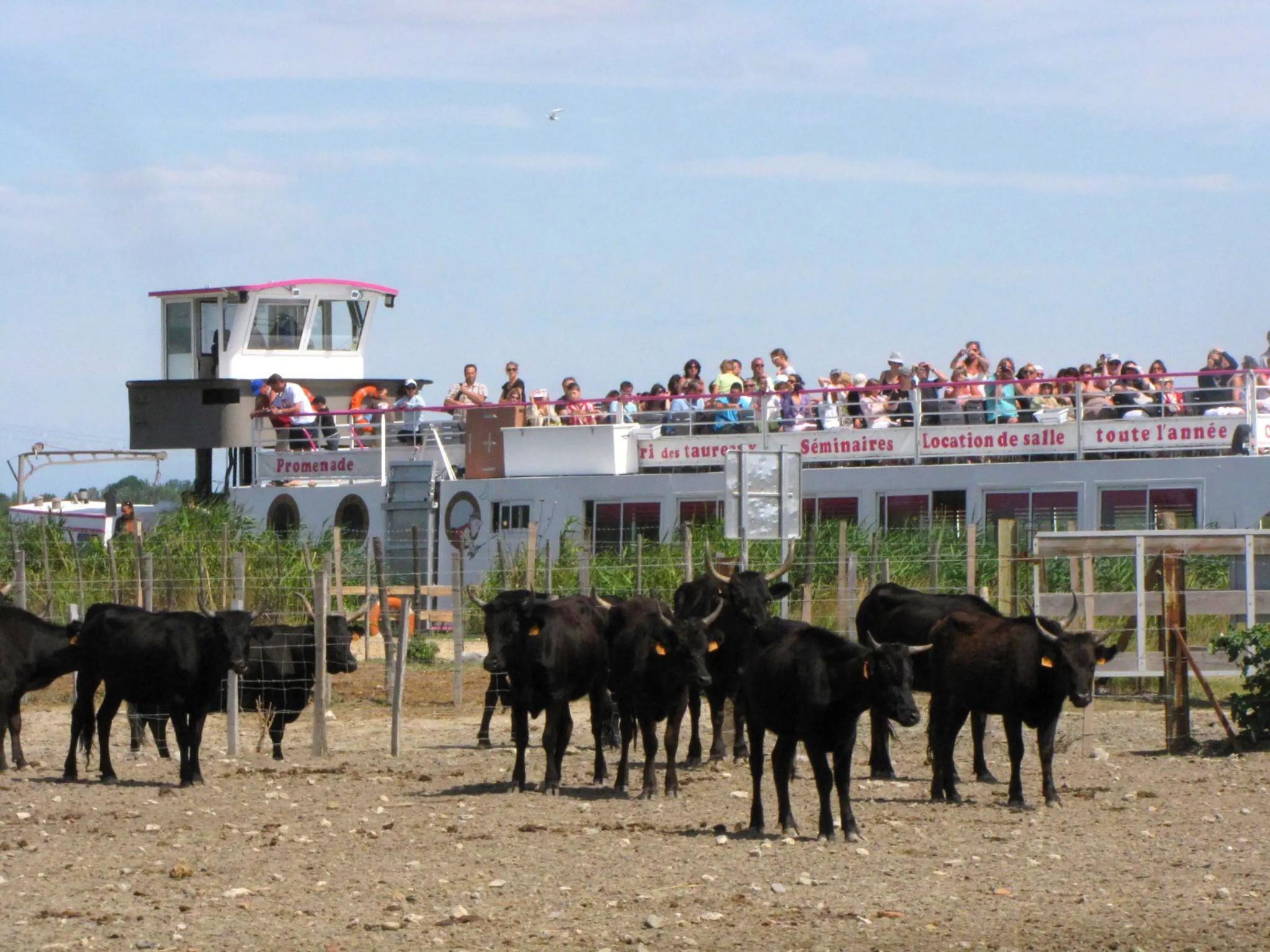 Manade Mas de La Comtesse - AIGUES-MORTES (Gard)