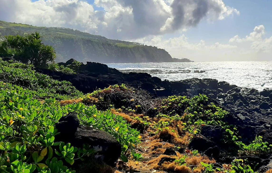 Nous Sentier - Saint-Denis (La Réunion)