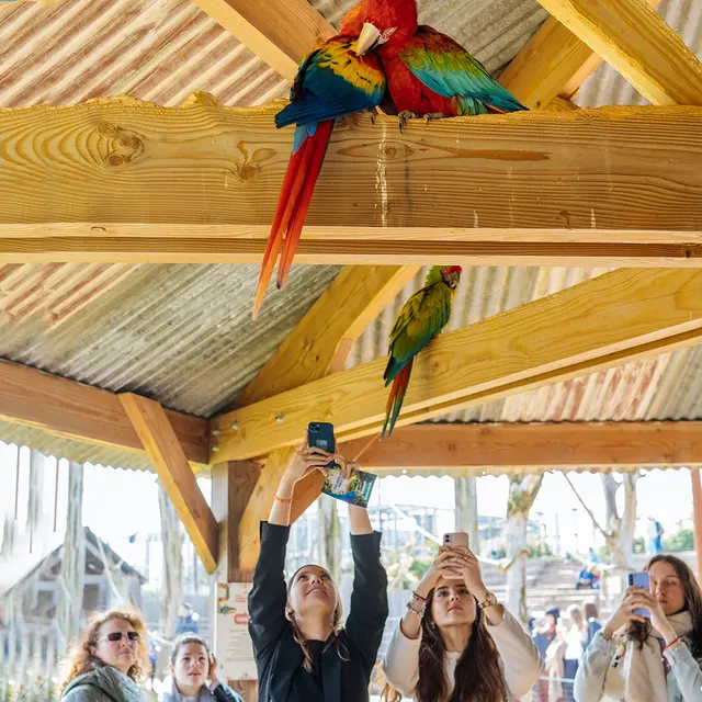 Visite immersive et commentée du parc animalier Parrot World - Crécy-La-Chapelle (77)