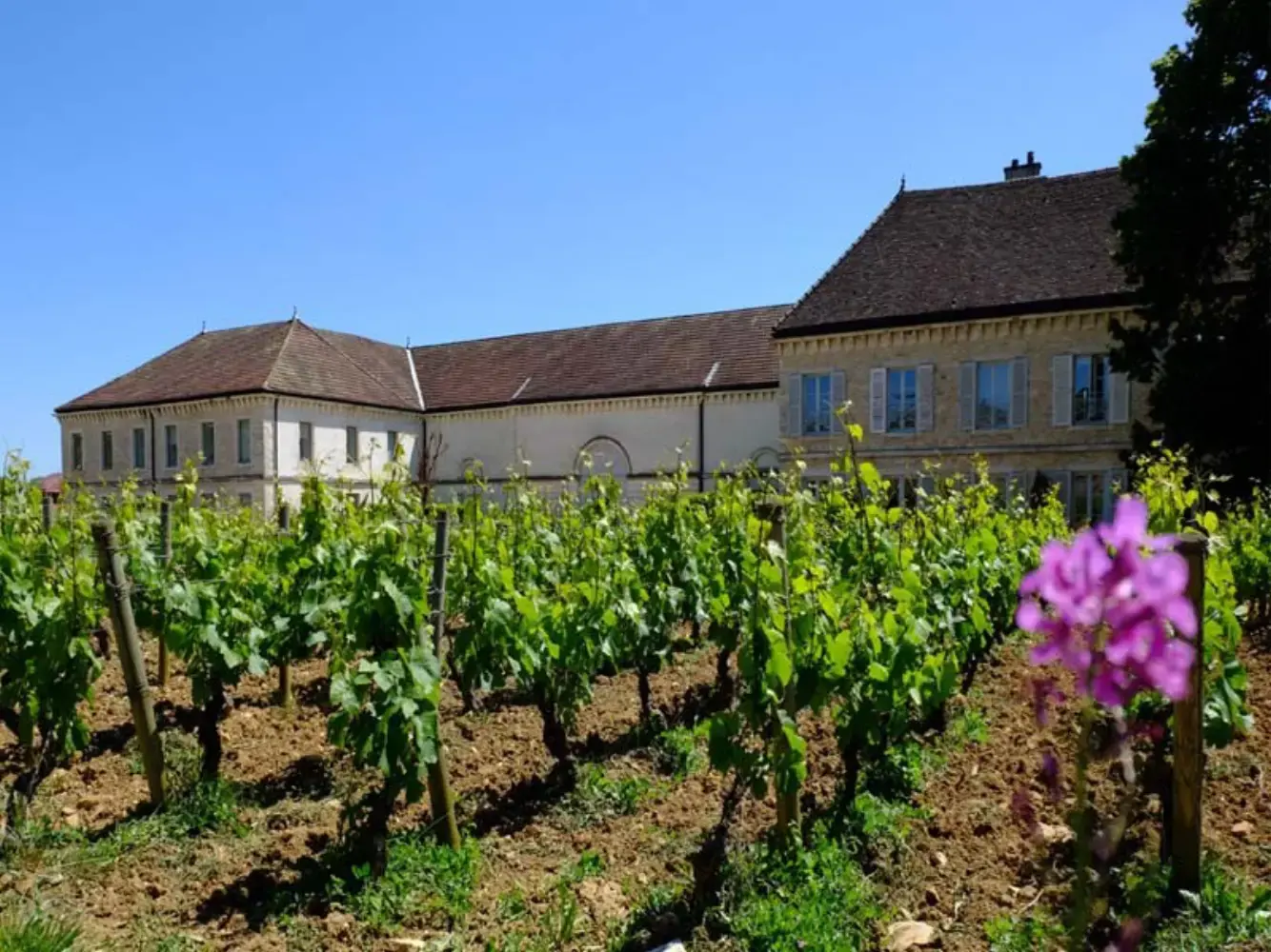 Domaine du Château de Chassagne-Montrachet - Chassagne-Montrachet (Côte-d'Or)