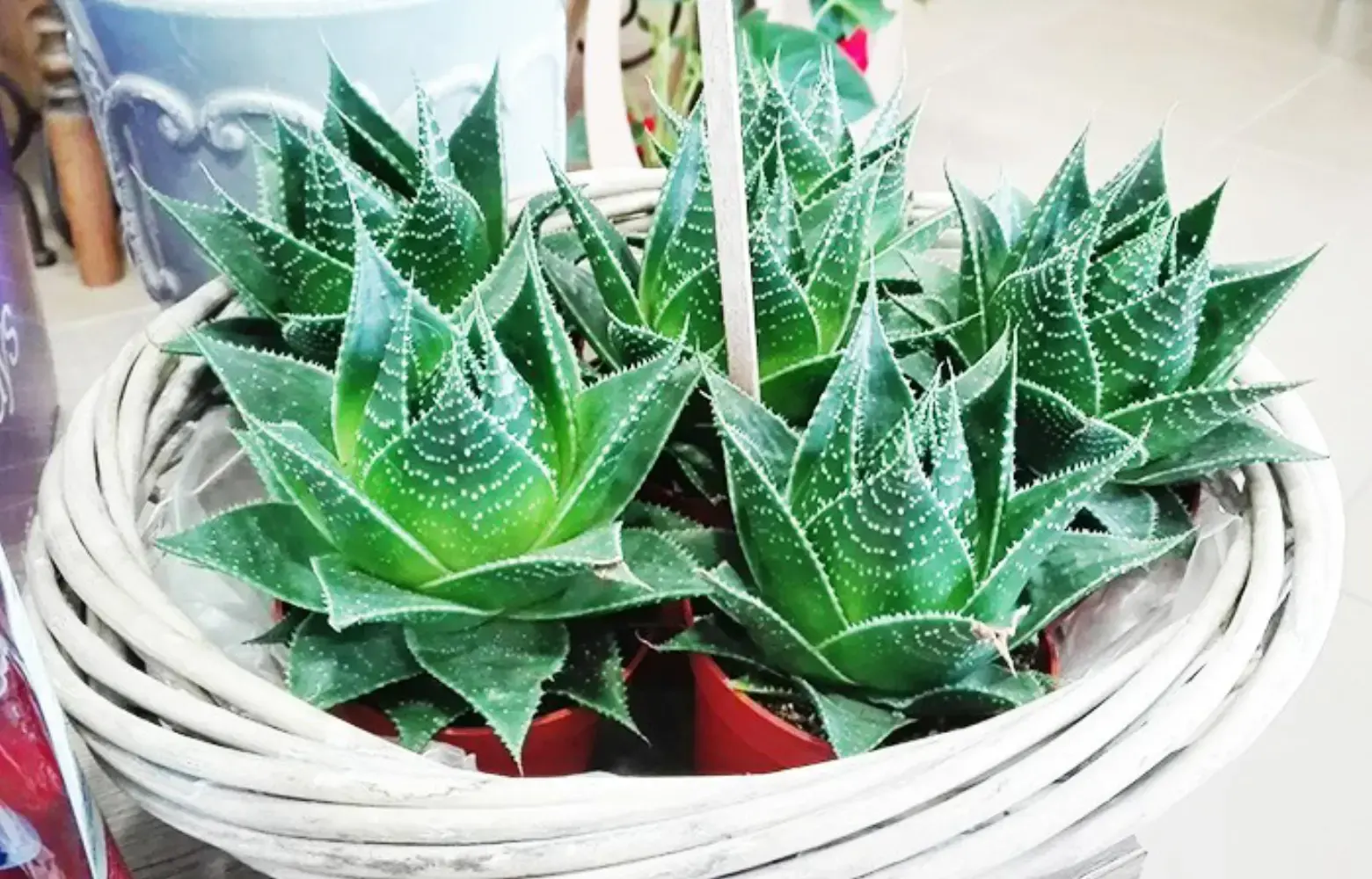 Fleurs and Co - LE MANS (Sarthe)