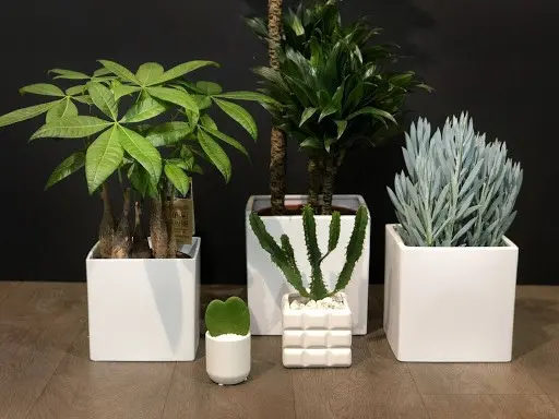 Trois Couleurs Vert - LYON (Rhône)