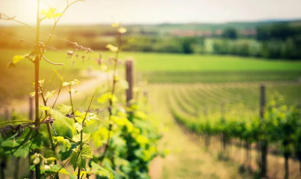 Vignévasion - AIX-EN-PROVENCE (Bouches-du-Rhône)