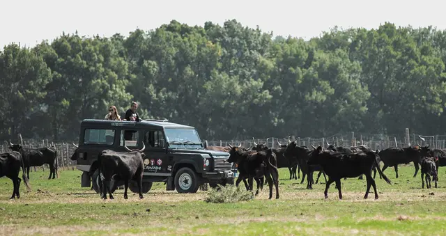 Safari 4X4 - LE GRAU-DU-ROI (30)