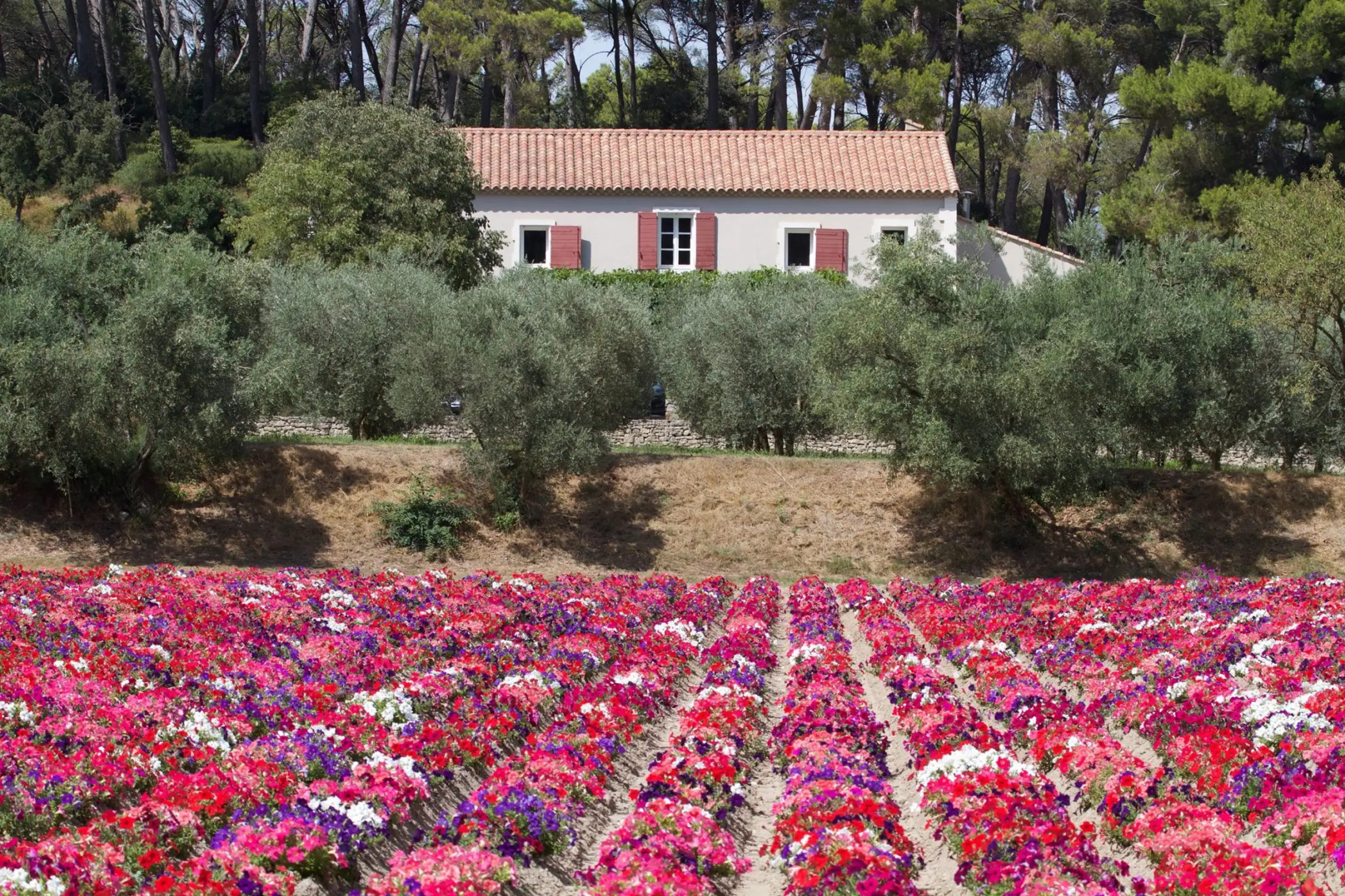 Moulin du Calanquet - SAINT-RÉMY-DE-PROVENCE (Bouches-du-Rhône)