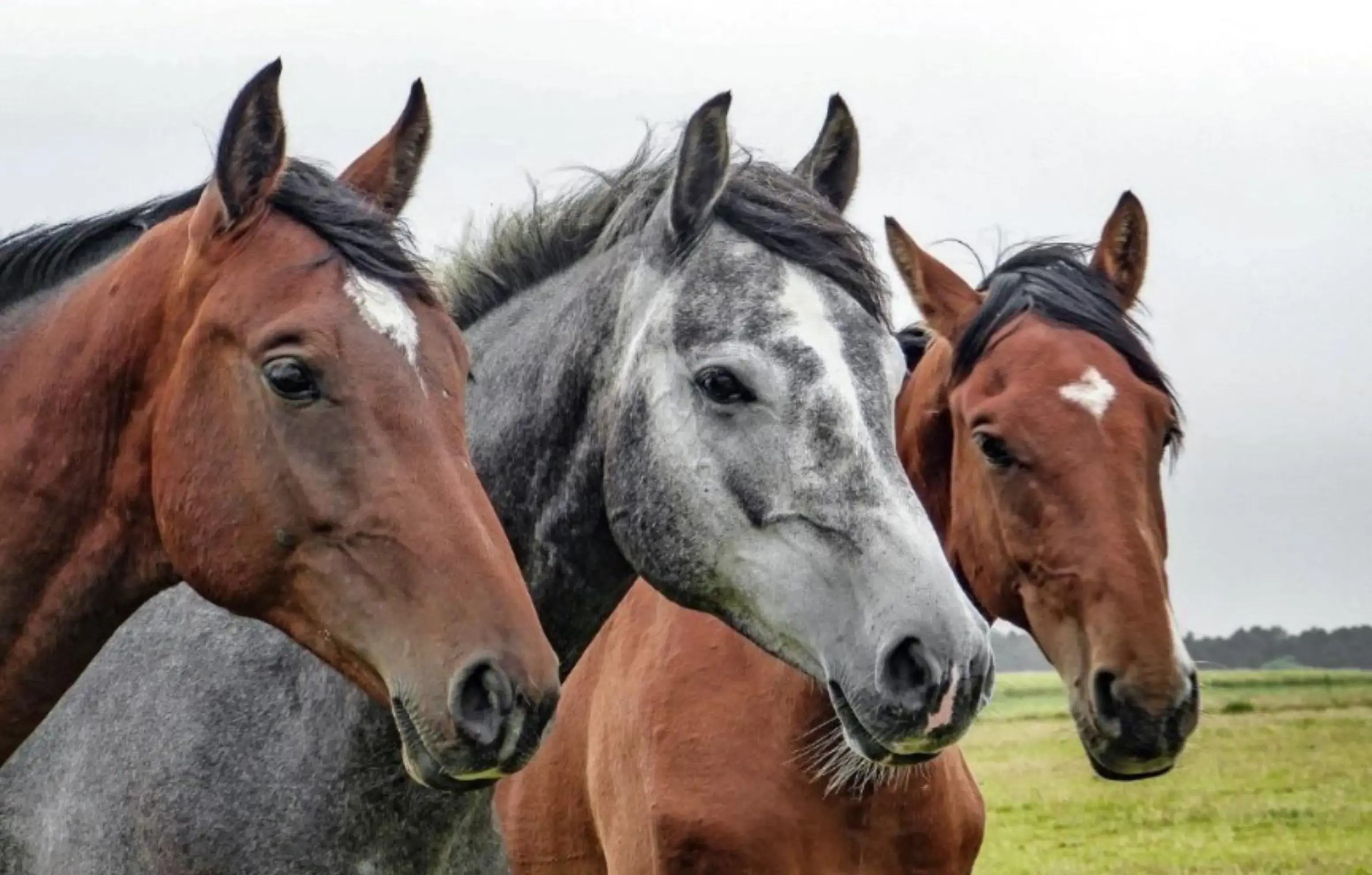 Dans le Regard du Cheval - FRANCHEVILLE (Rhône)
