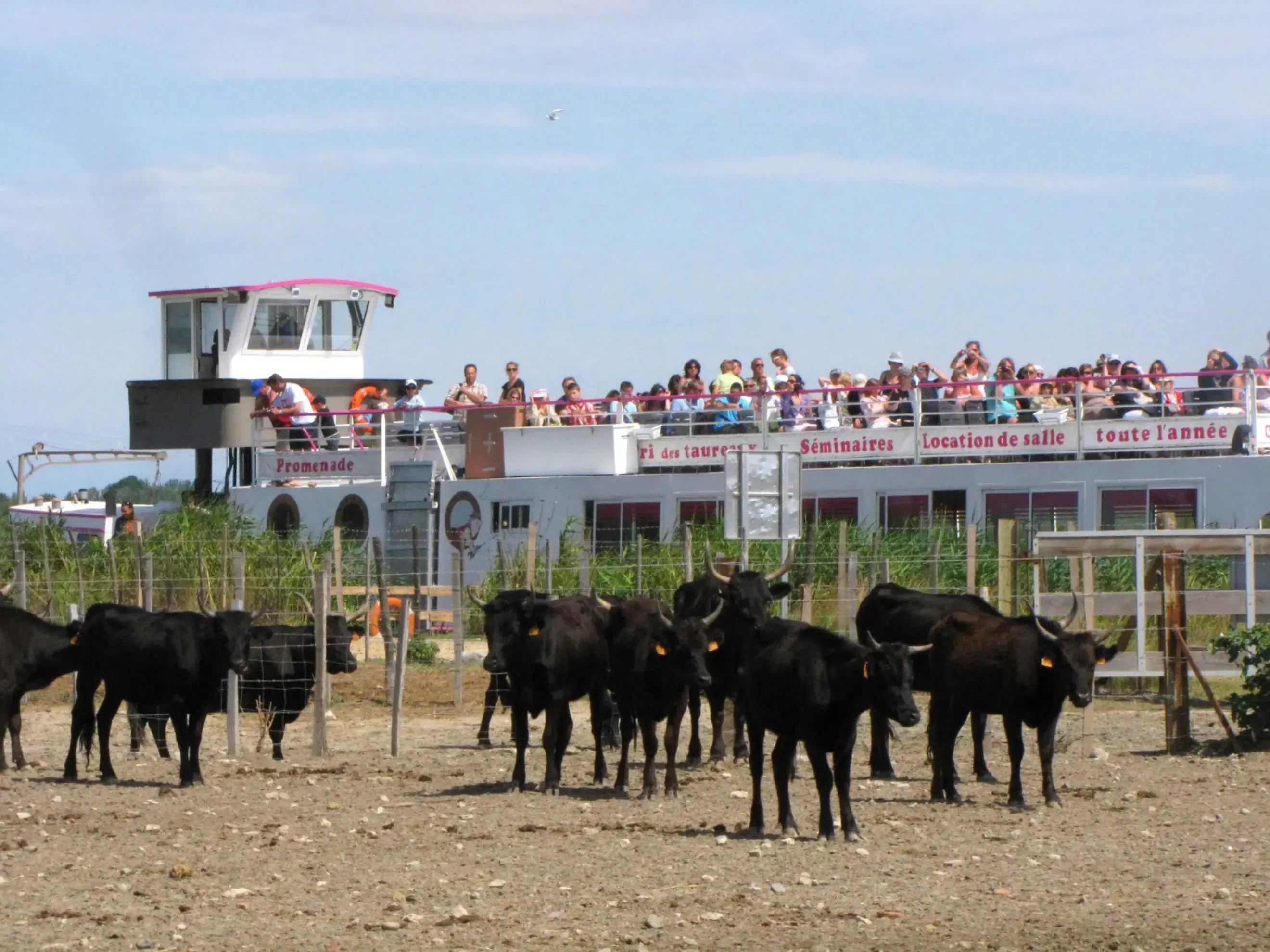 Manade Mas de La Comtesse - AIGUES-MORTES (Gard)