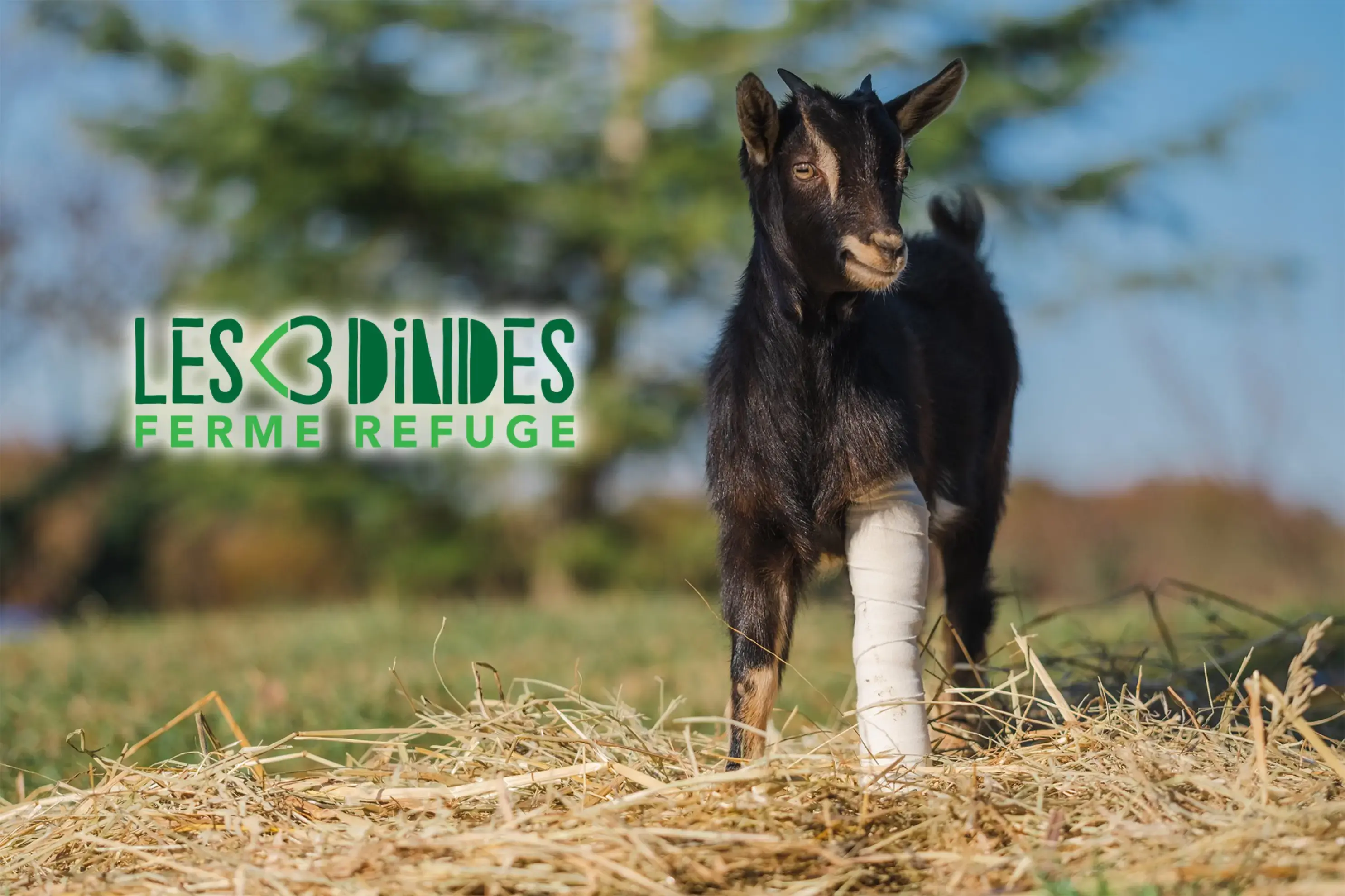 Association Les 3 Dindes, Ferme-Refuge - L'HONOR-DE-COS (Tarn-et-Garonne)