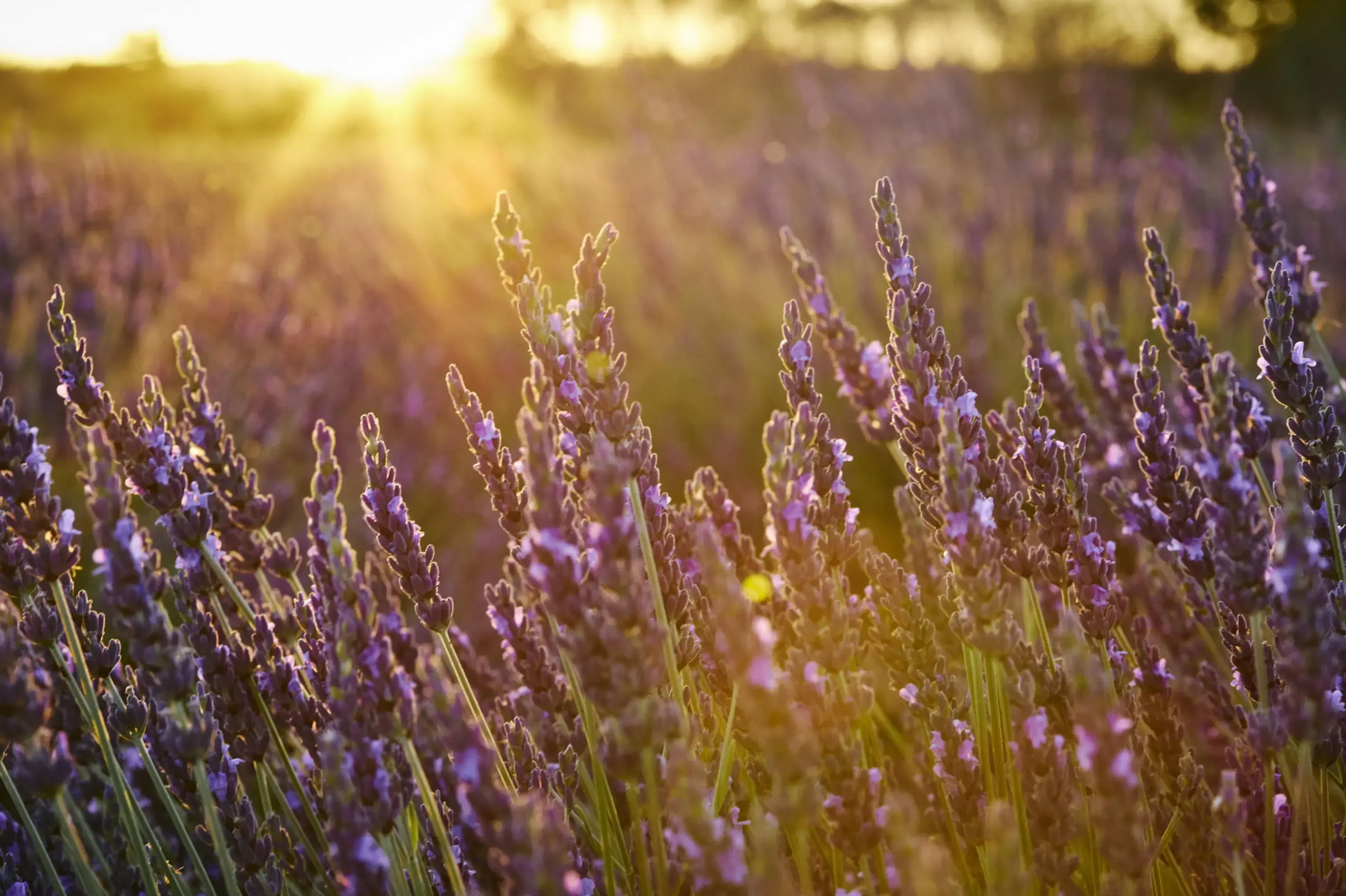 Un Mas en Provence - Bellegarde (Gard)