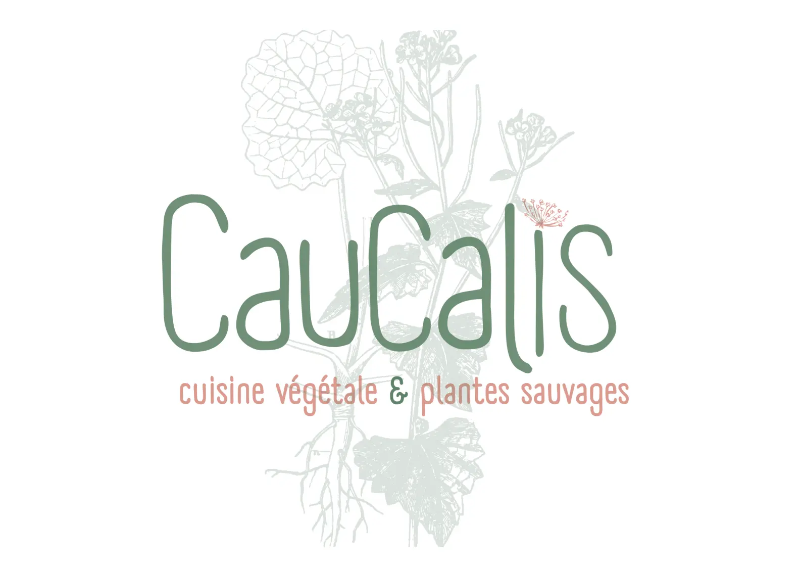 Caucalis - Montreuil (Seine-Saint-Denis)