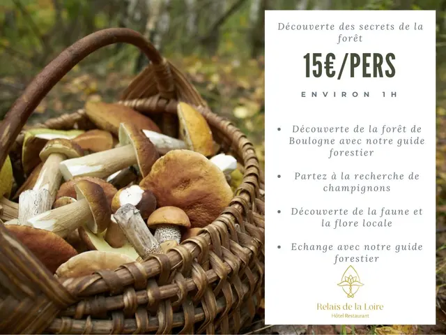 Découverte des secrets de la forêt - MONTLIVAULT (41)